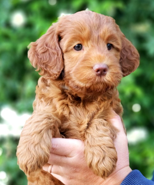Maximus